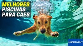 Melhores Piscinas Para Cães