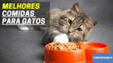 Melhor comida para gatos | Felino Saudável
