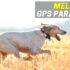 Gps Para Gatos: Quais Sãos os Melhores?