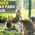 Melhores Cercas, Vedações e Barreiras Para Cães