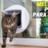 Melhores Portas Para Cães | Top Escolhas