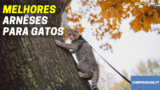 Melhor Arnês para Gatos | Felino Feliz