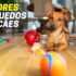 Melhor Piscina Para Cães | Top Escolhas