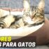 Melhores Camas Para Cães | Top Escolhas