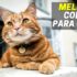 Melhores Portas Para Gatos | Gateiras