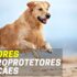 Melhores sapatos Para Cães | Top Escolhas