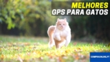 Gps Para Gatos: Quais Sãos os Melhores?