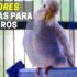 Melhores Gaiolas Para Hamsters | Gaiolas para roedores
