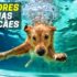 Melhores Portas Para Cães | Top Escolhas