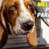 Melhor Piscina Para Cães | Top Escolhas