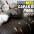 Melhor Caixa De Areia Para Gatos | WC Para Gatos