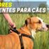 Repelente Para Gatos | Qual são os Melhores?