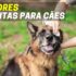 Repelente Para Gatos | Qual são os Melhores?