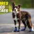 Melhores Condroprotetores Para Cães | Top Escolhas